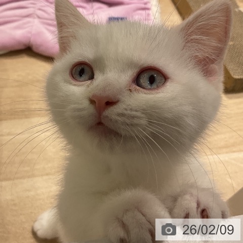 三重県のマンチカン (ペットプラス 鈴鹿店/2025年11月16日生まれ/男の子/クリームポイント)の子猫の3枚目の画像