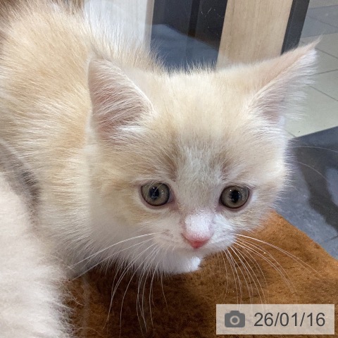 岐阜県のマンチカン (ペットプラス 各務原店/2025年11月16日生まれ/男の子/クリームタビーホワイト)の子猫の4枚目の画像