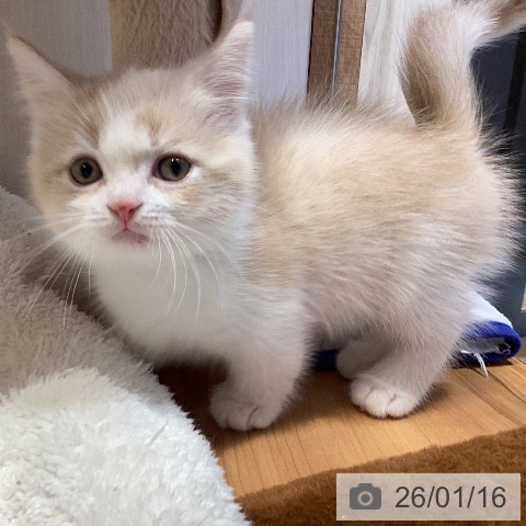 岐阜県のマンチカン (ペットプラス 各務原店/2025年11月16日生まれ/男の子/クリームタビーホワイト)の子猫の3枚目の画像