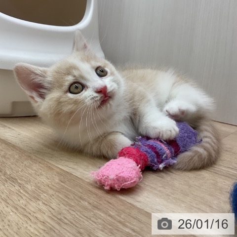 愛知県のマンチカン (ペットプラス 岡崎店/2025年11月16日生まれ/女の子/クリームタビーホワイト)の子猫の4枚目の画像