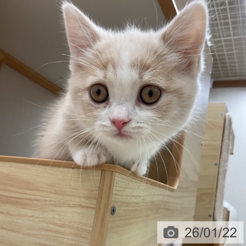 愛知県のマンチカン (ペットプラス 岡崎店/2025年11月16日生まれ/女の子/クリームタビーホワイト)の子猫の4枚目の画像