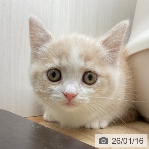 愛知県のマンチカン (ペットプラス 岡崎店/2025年11月16日生まれ/女の子/クリームタビーホワイト)の子猫の3枚目の画像