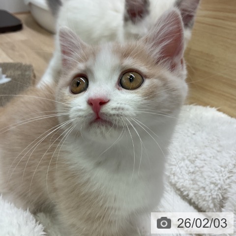 マンチカンの写真