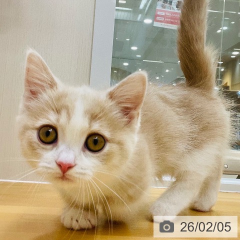 愛知県のマンチカン (ペットプラス 豊田店/2025年11月16日生まれ/女の子/クリームタビーホワイト)の子猫の3枚目の画像