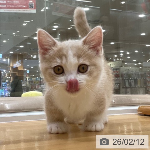 愛知県のマンチカン (ペットプラス 豊田店/2025年11月16日生まれ/女の子/クリームタビーホワイト)の子猫の4枚目の画像