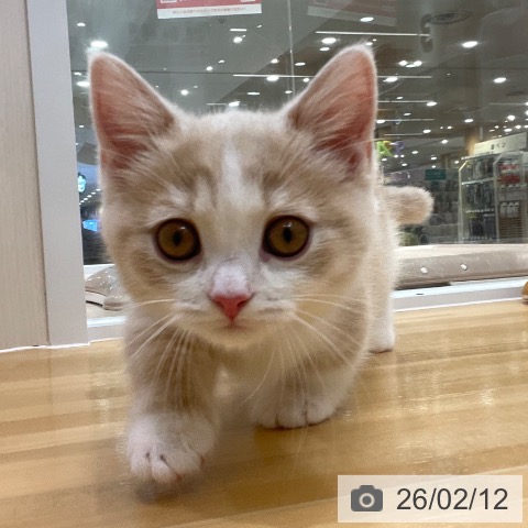 愛知県のマンチカン (ペットプラス 豊田店/2025年11月16日生まれ/女の子/クリームタビーホワイト)の子猫の3枚目の画像