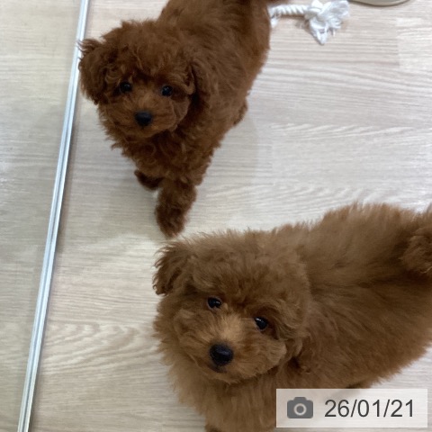 トイ・プードルの写真