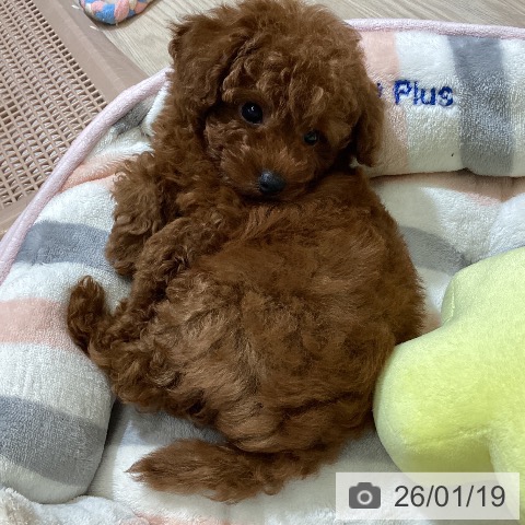 トイ・プードルの写真