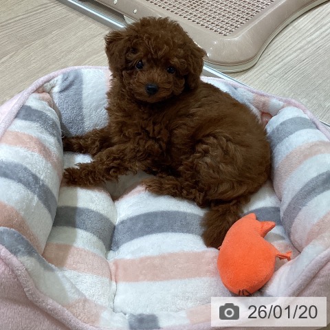 トイ・プードルの写真