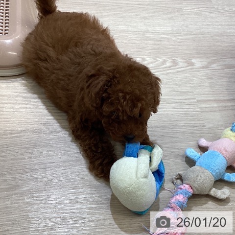 トイ・プードルの写真