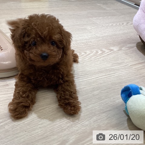 トイ・プードルの写真