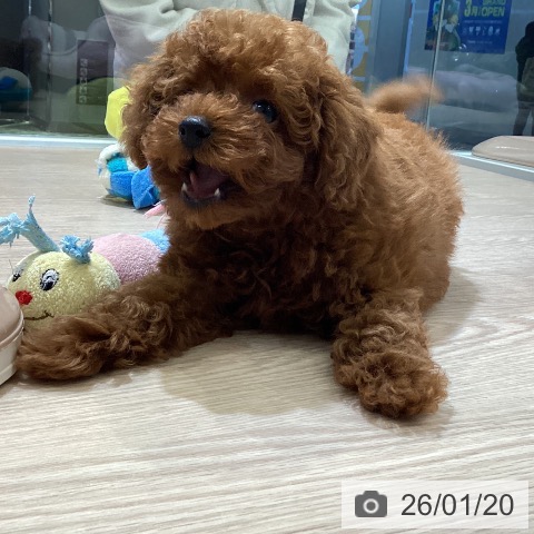 富山県のトイプードル(トイ) (ペットプラス 高岡店/2025年11月16日生まれ/男の子/レッド)の子犬の4枚目の画像