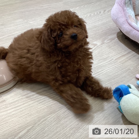 富山県のトイプードル(トイ) (ペットプラス 高岡店/2025年11月16日生まれ/男の子/レッド)の子犬の3枚目の画像