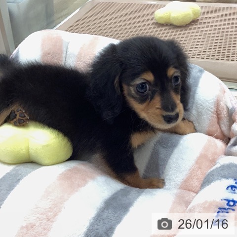 ミニチュア・ダックスフンドの写真