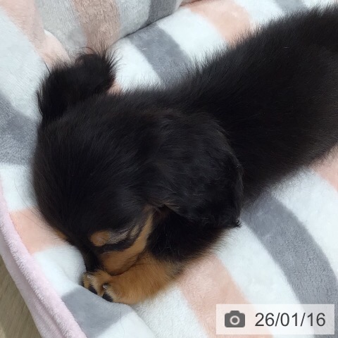 岐阜県のミニチュアダックスフンド(ロング) (ペットプラス 各務原店/2025年11月16日生まれ/女の子/ブラックタン)の子犬の4枚目の画像