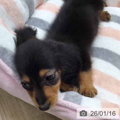 岐阜県のミニチュアダックスフンド(ロング) (ペットプラス 各務原店/2025年11月16日生まれ/女の子/ブラックタン)の子犬の3枚目の画像