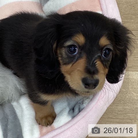 愛知県のミニチュアダックスフンド(ロング) (ペットプラス みなと店/2025年11月16日生まれ/女の子/ブラックタン)の子犬の4枚目の画像