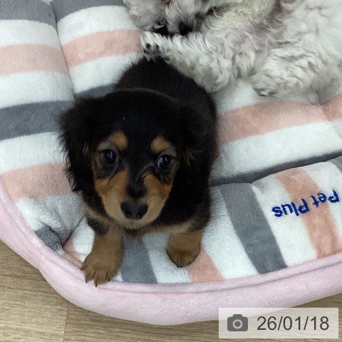 愛知県のミニチュアダックスフンド(ロング) (ペットプラス みなと店/2025年11月16日生まれ/女の子/ブラックタン)の子犬の4枚目の画像