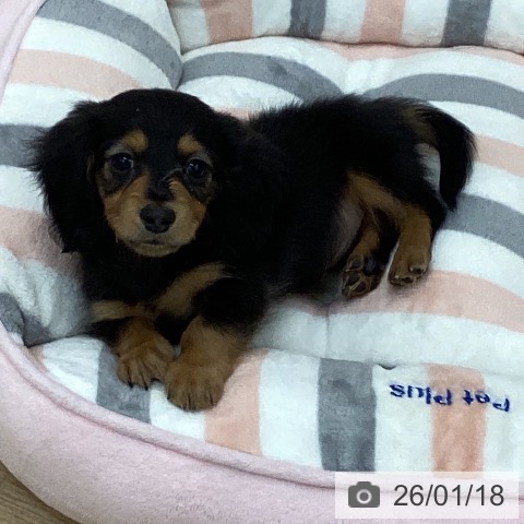 愛知県のミニチュアダックスフンド(ロング) (ペットプラス みなと店/2025年11月16日生まれ/女の子/ブラックタン)の子犬の3枚目の画像