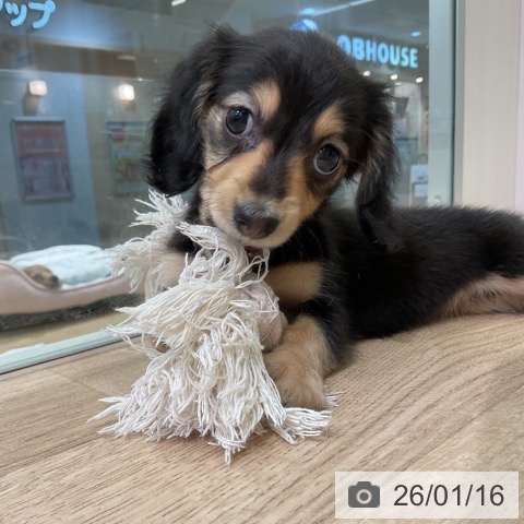 愛知県のミニチュアダックスフンド(ロング) (ペットプラス 岡崎店/2025年11月16日生まれ/女の子/ブラックイエロー)の子犬の3枚目の画像