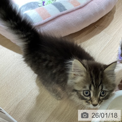 愛知県のサイベリアン (ペットプラス イオンモール豊川店/2025年11月5日生まれ/男の子/ブラウンタビー)の子猫の4枚目の画像