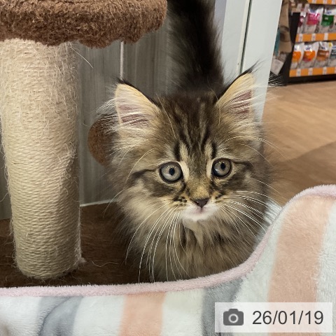 愛知県のサイベリアン (ペットプラス イオンモール豊川店/2025年11月5日生まれ/男の子/ブラウンタビー)の子猫の3枚目の画像