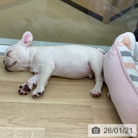 フレンチ・ブルドッグの写真