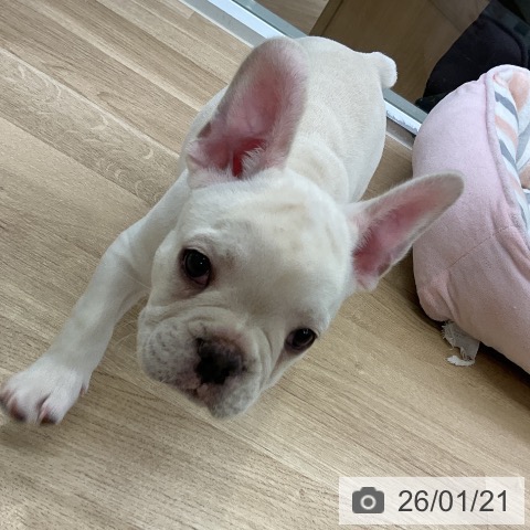 フレンチ・ブルドッグの写真