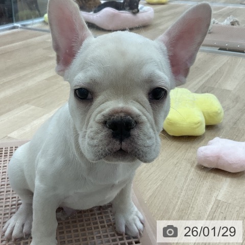 フレンチ・ブルドッグの写真