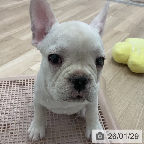 フレンチ・ブルドッグの写真