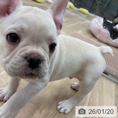 フレンチ・ブルドッグの写真