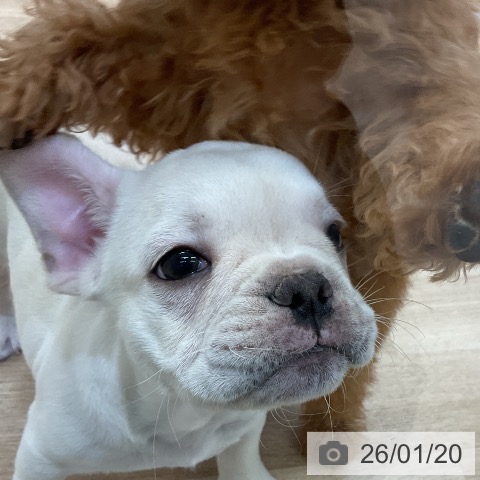 愛知県のフレンチブルドッグ (ペットプラス mozoワンダーシティ店/2025年11月15日生まれ/男の子/クリーム)の子犬の3枚目の画像