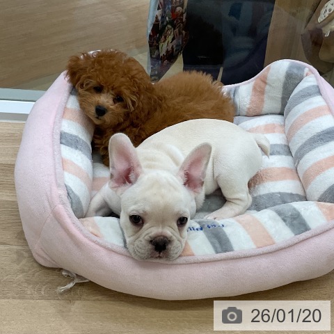 愛知県のフレンチブルドッグ (ペットプラス mozoワンダーシティ店/2025年11月15日生まれ/男の子/クリーム)の子犬の3枚目の画像