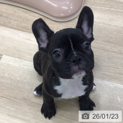 フレンチ・ブルドッグの写真