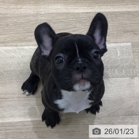 フレンチ・ブルドッグの写真