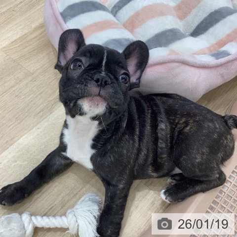 岐阜県のフレンチブルドッグ (ペットプラス 各務原店/2025年11月15日生まれ/女の子/ブリンドル)の子犬の4枚目の画像