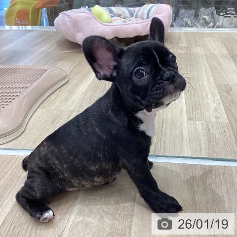 岐阜県のフレンチブルドッグ (ペットプラス 各務原店/2025年11月15日生まれ/女の子/ブリンドル)の子犬の3枚目の画像