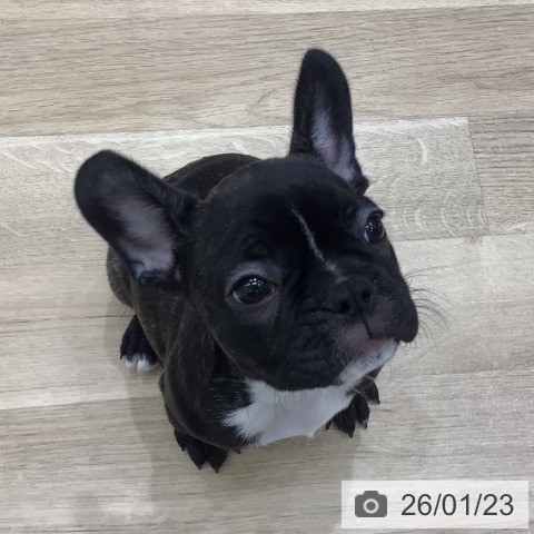 岐阜県のフレンチブルドッグ (ペットプラス 各務原店/2025年11月15日生まれ/女の子/ブリンドル)の子犬の4枚目の画像
