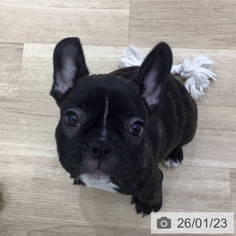 岐阜県のフレンチブルドッグ (ペットプラス 各務原店/2025年11月15日生まれ/女の子/ブリンドル)の子犬の3枚目の画像
