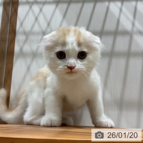 福岡県のスコティッシュフォールド (ペットプラス 八幡東店/2025年11月10日生まれ/男の子/レッドタビーホワイト)の子猫の4枚目の画像