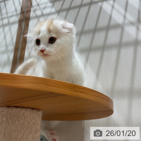 福岡県のスコティッシュフォールド (ペットプラス 八幡東店/2025年11月10日生まれ/男の子/レッドタビーホワイト)の子猫の3枚目の画像