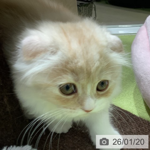 福岡県のスコティッシュフォールド (ペットプラス 福岡店/2025年11月10日生まれ/女の子/クリームタビーホワイト)の子猫の3枚目の画像