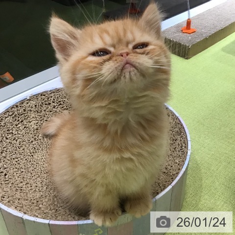 沖縄県のエキゾチック (ペットプラス 沖縄ライカム店/2025年11月18日生まれ/女の子/レッドタビー)の子猫の4枚目の画像