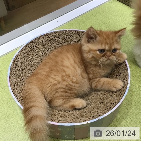 沖縄県のエキゾチック (ペットプラス 沖縄ライカム店/2025年11月18日生まれ/女の子/レッドタビー)の子猫の3枚目の画像
