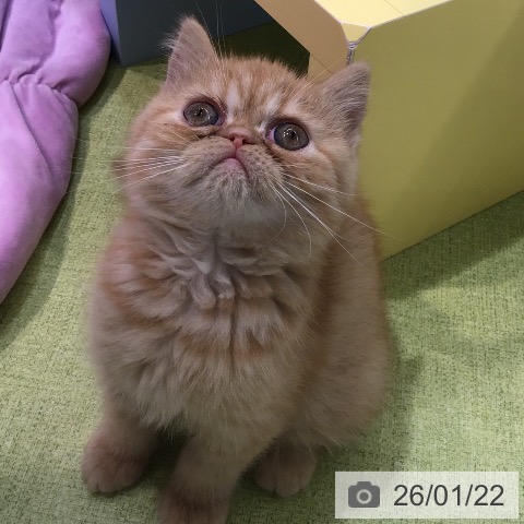 熊本県のエキゾチック (ペットプラス 熊本店/2025年11月18日生まれ/女の子/レッドタビー)の子猫の3枚目の画像