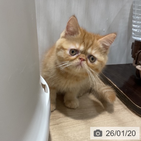 福岡県のエキゾチック (ペットプラス 八幡東店/2025年11月18日生まれ/女の子/レッドタビー)の子猫の4枚目の画像