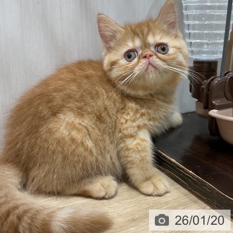 福岡県のエキゾチック (ペットプラス 八幡東店/2025年11月18日生まれ/女の子/レッドタビー)の子猫の3枚目の画像