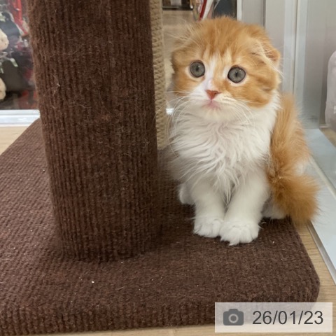 福岡県のスコティッシュフォールド (ペットプラス 香椎浜店/2025年11月15日生まれ/女の子/レッドタビーホワイト)の子猫の3枚目の画像