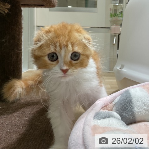 福岡県のスコティッシュフォールド (ペットプラス 香椎浜店/2025年11月15日生まれ/女の子/レッドタビーホワイト)の子猫の3枚目の画像