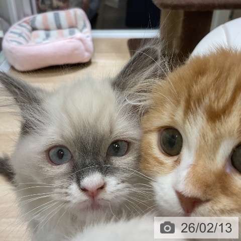 福岡県のスコティッシュフォールド (ペットプラス 香椎浜店/2025年11月15日生まれ/女の子/レッドタビーホワイト)の子猫の4枚目の画像